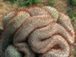 Mammillaria_wiesingeri_